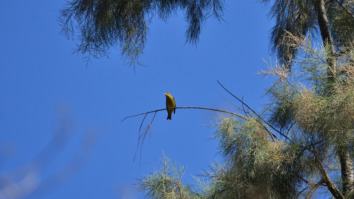 Western Tanager - ML644392577