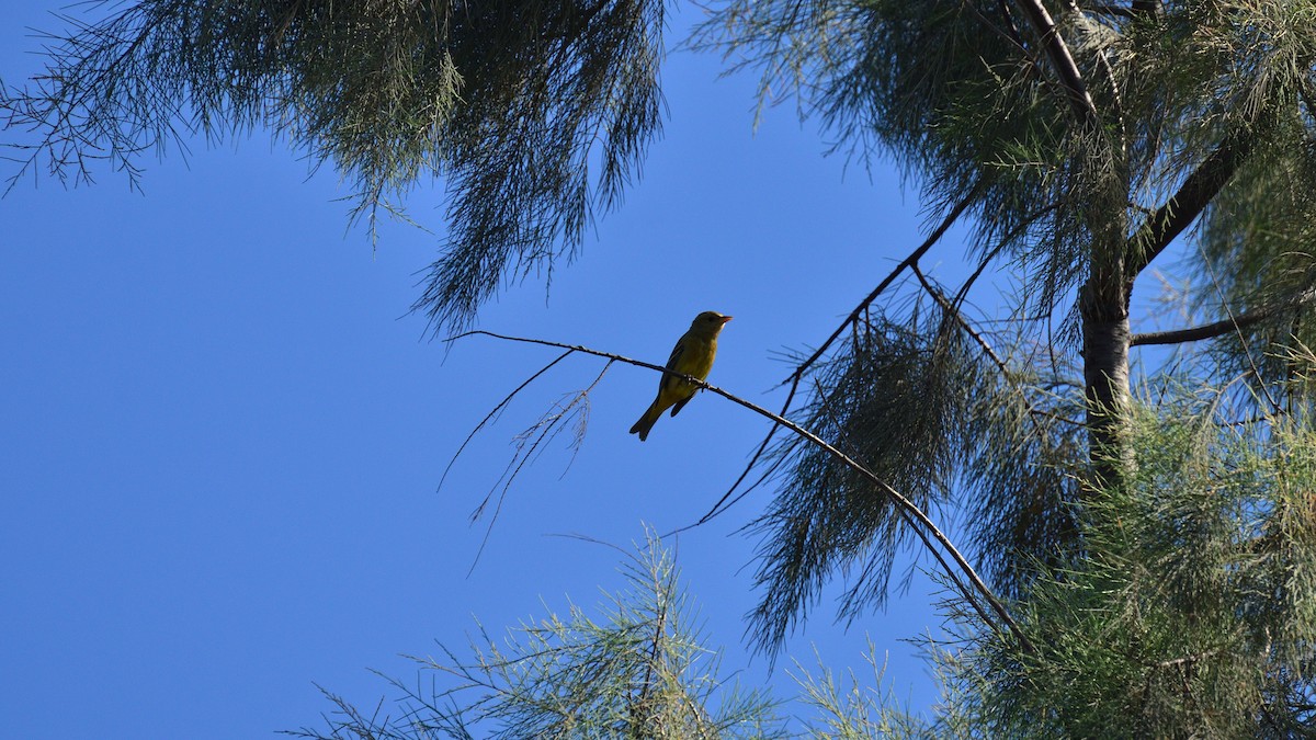 Western Tanager - ML644392580