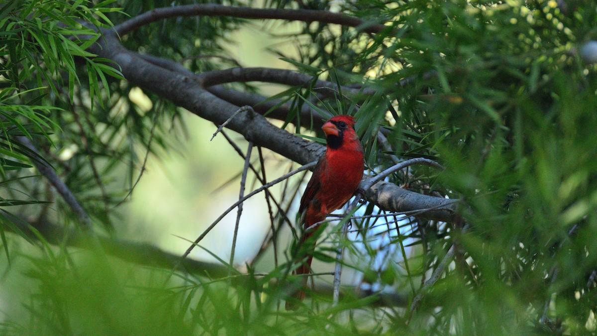 Northern Cardinal - ML644392585