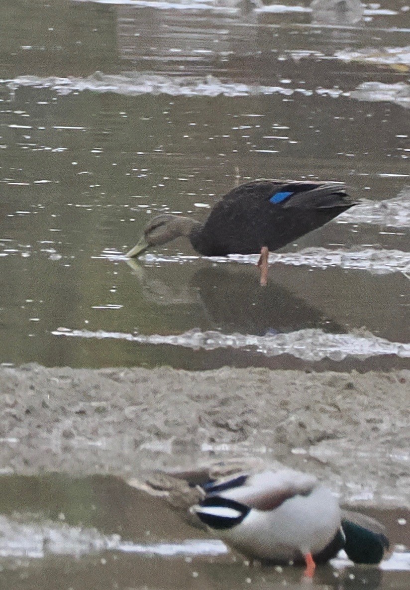 American Black Duck - ML644392586