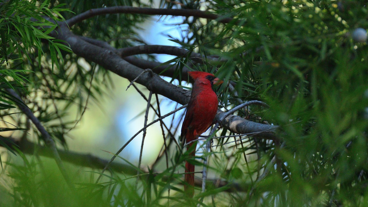 Northern Cardinal - ML644392591