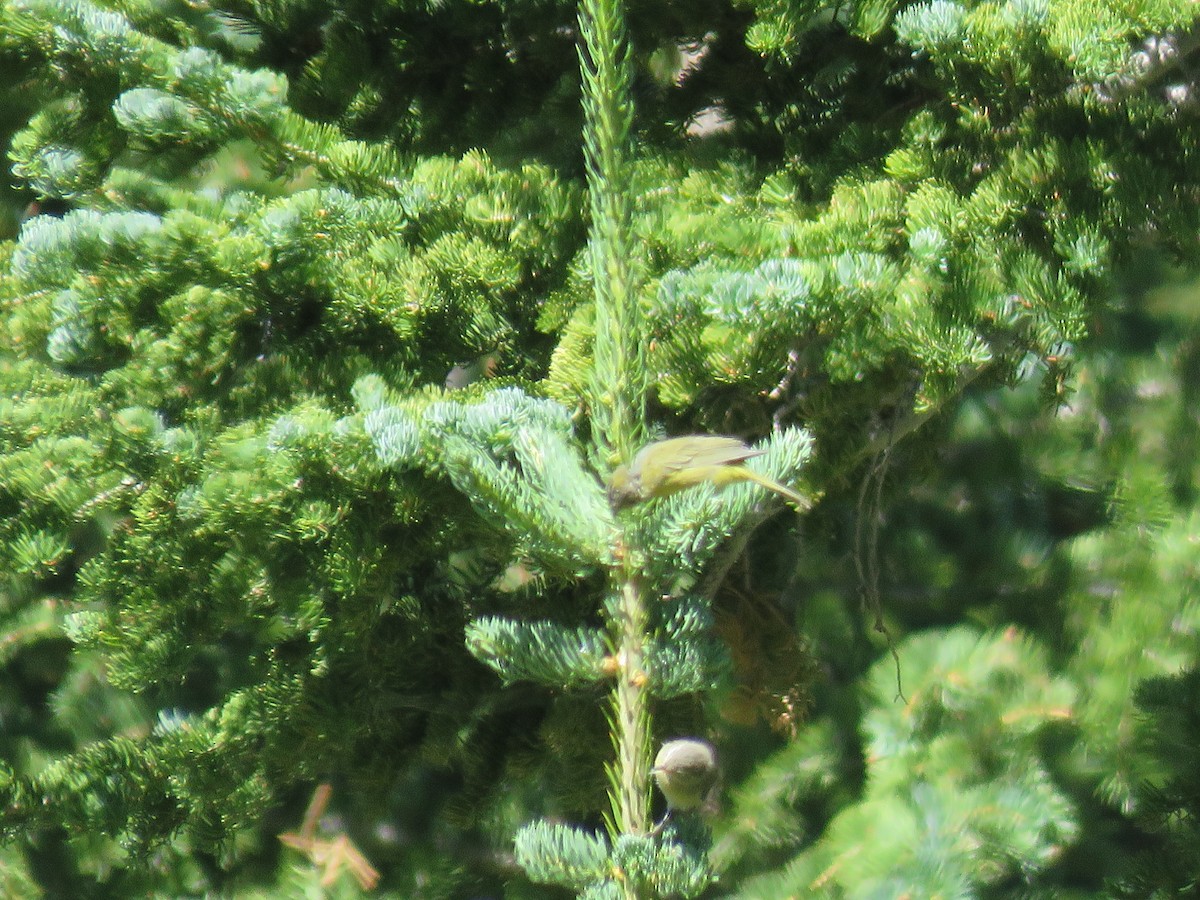 Orange-crowned Warbler - ML644392606