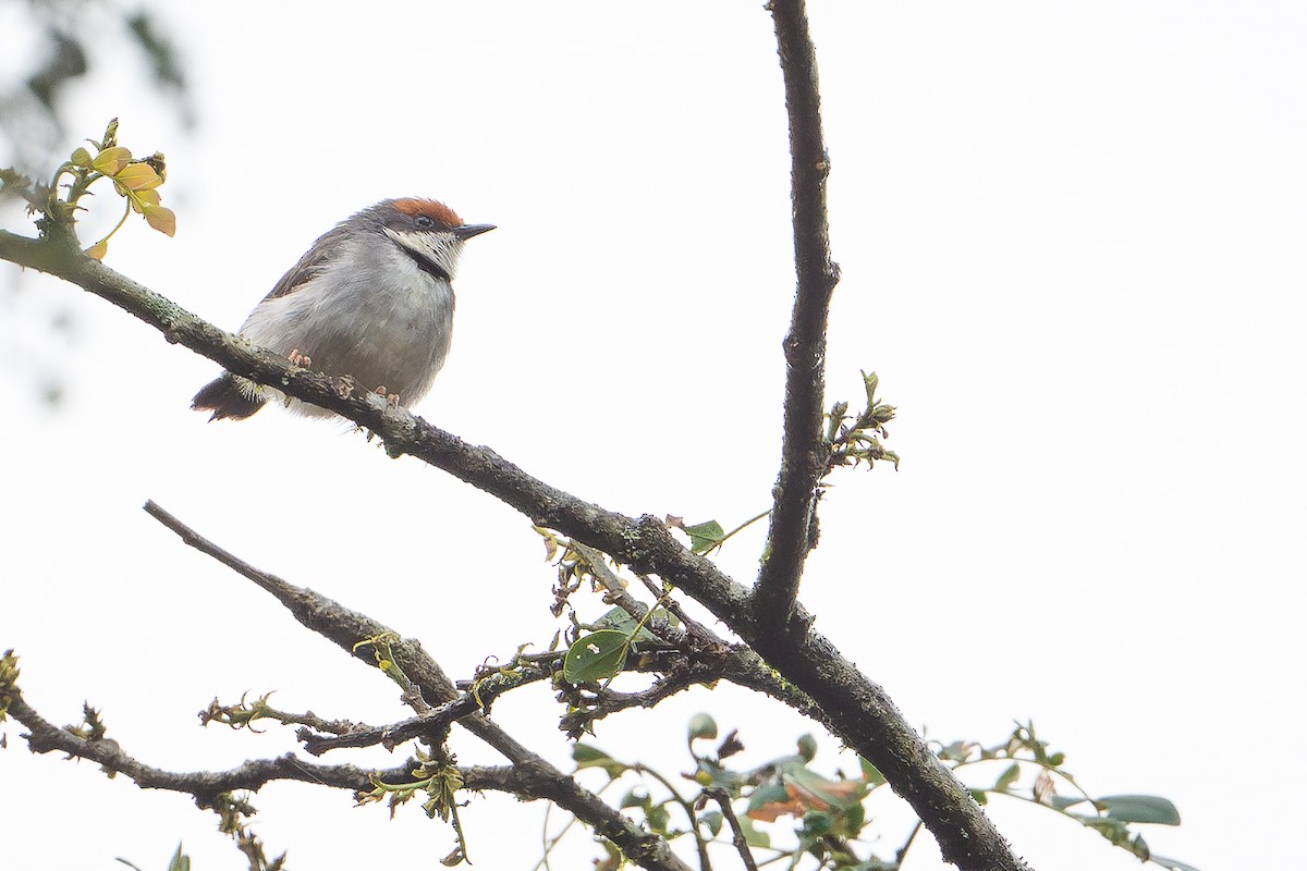 Turner's Eremomela - ML644392610