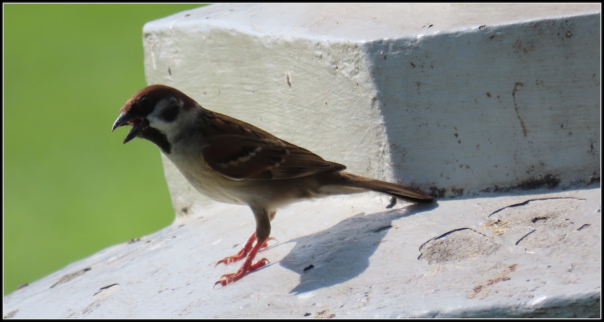 Gorrión Molinero - ML644392611