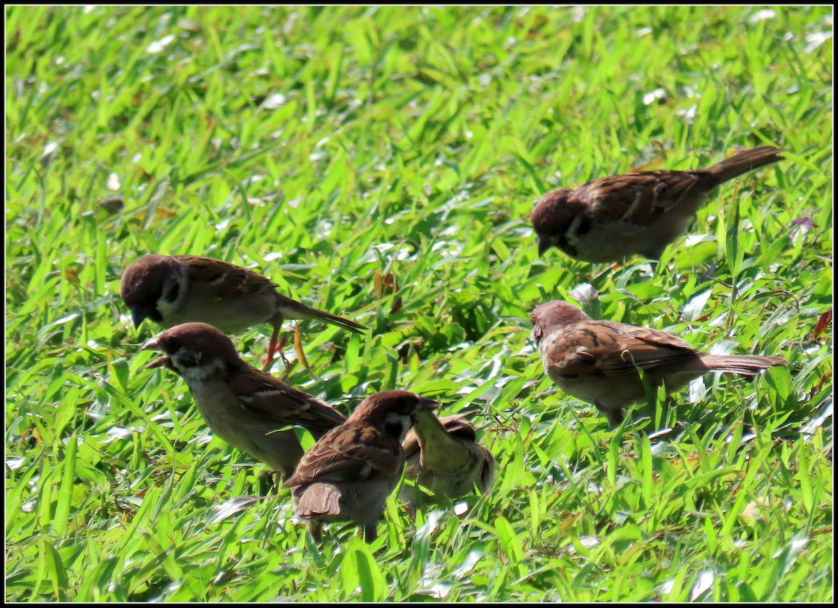 Gorrión Molinero - ML644392612