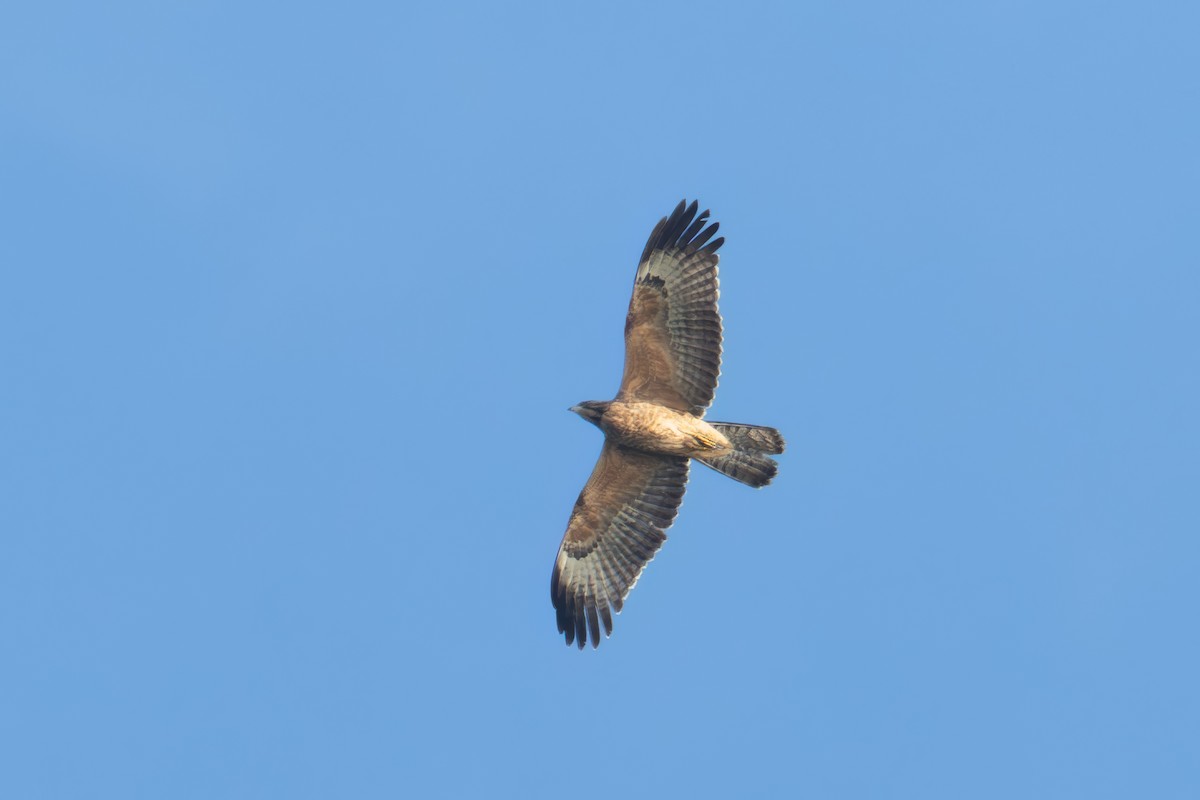 Oriental Honey-buzzard - ML644392618