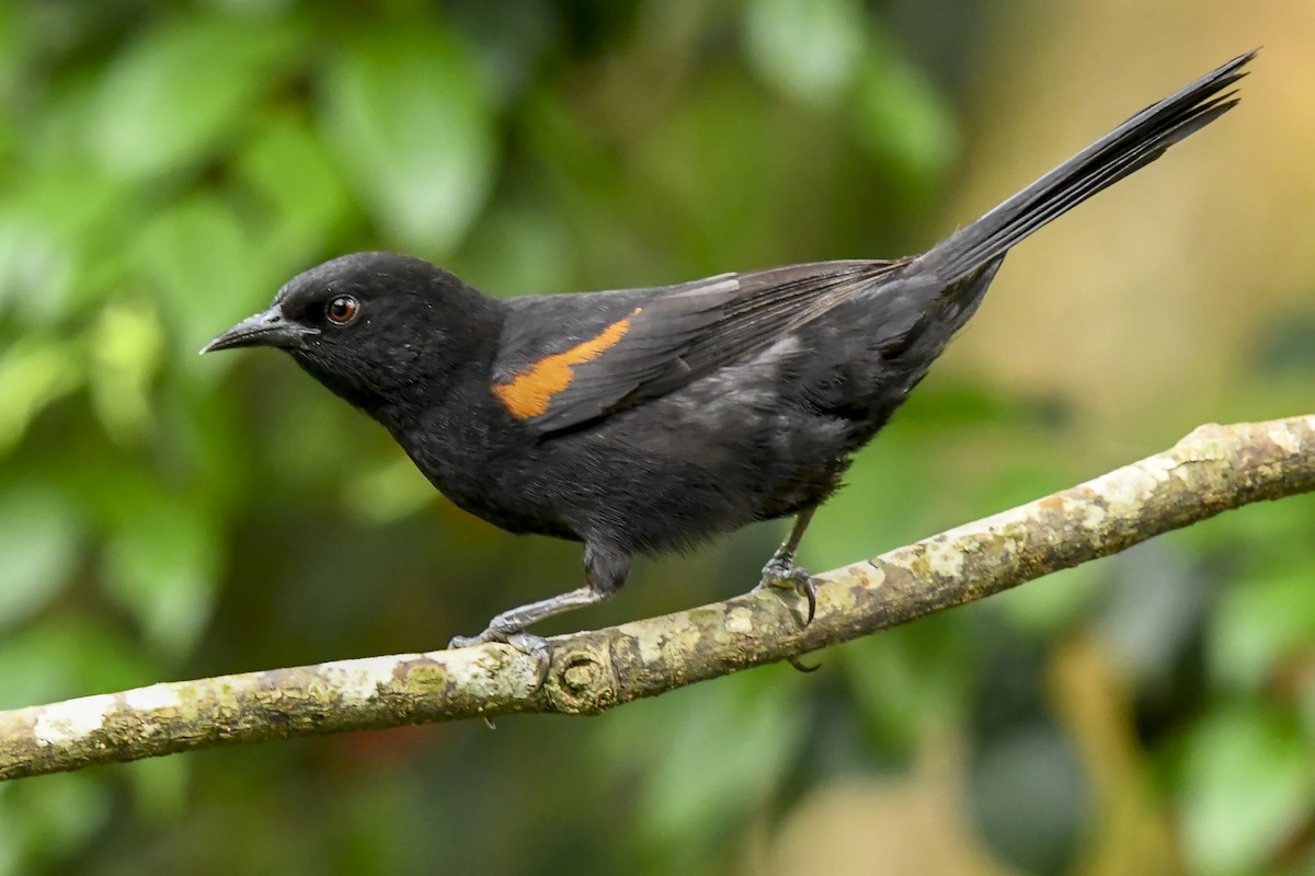 Variable Oriole - ML644392621
