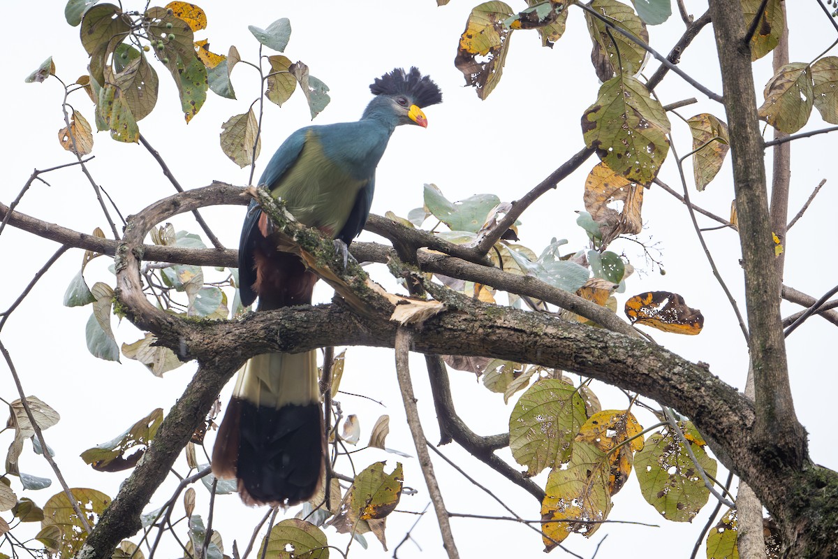 Great Blue Turaco - ML644392623