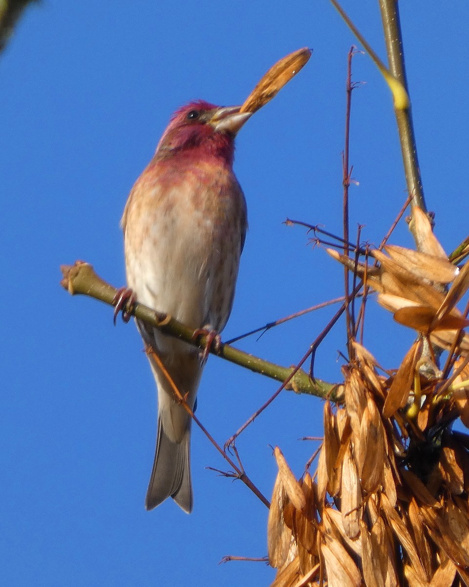Purple Finch - ML644392627