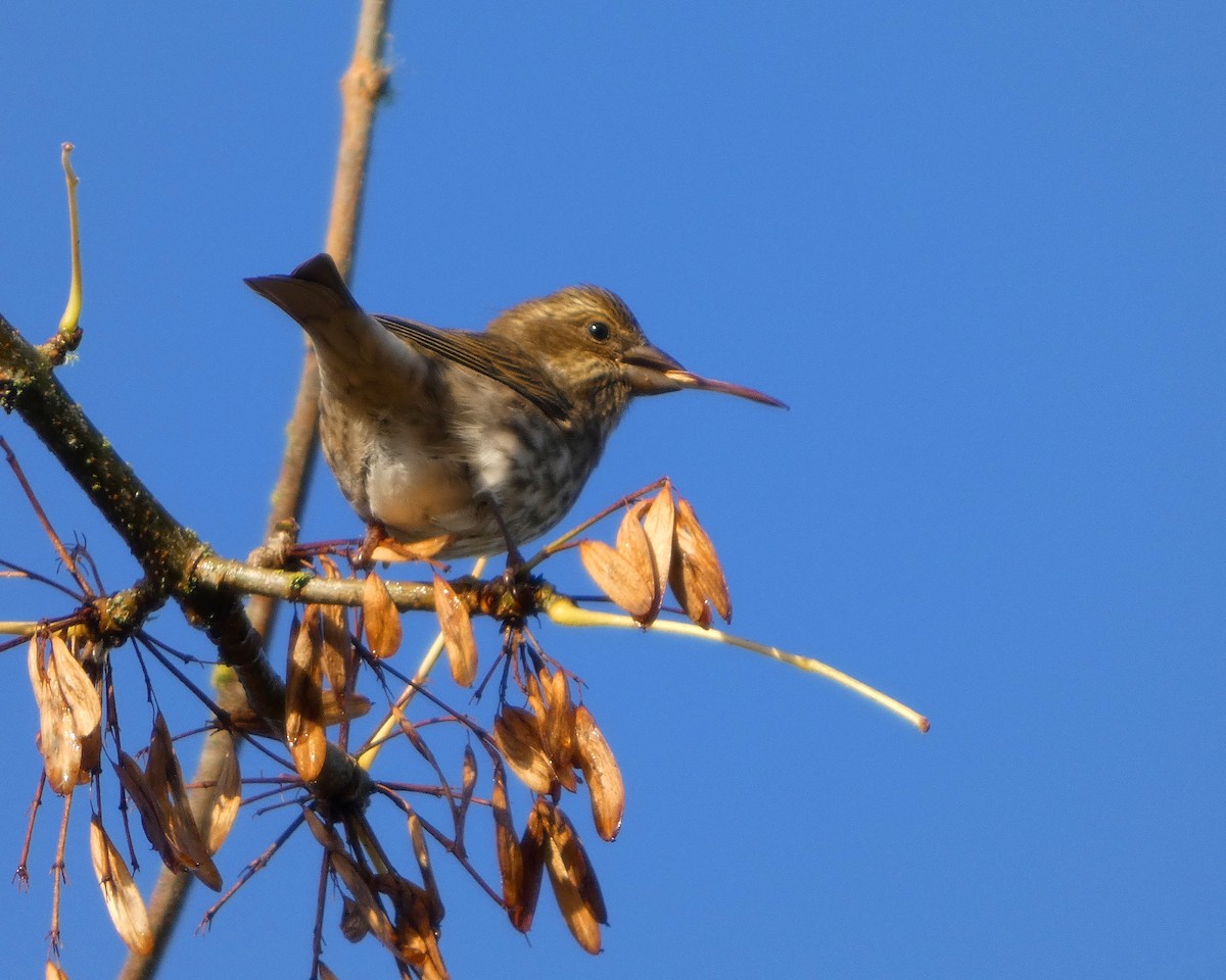 Purple Finch - ML644392628