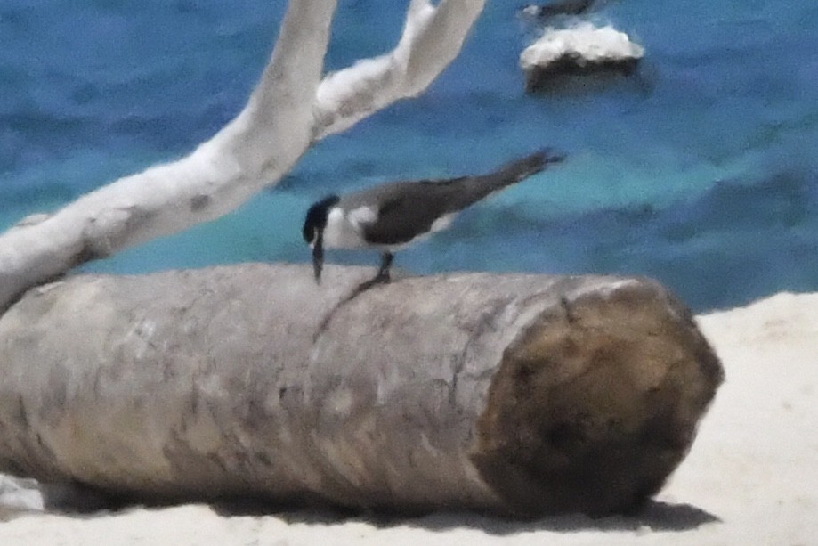 マミジロアジサシ - ML644392631