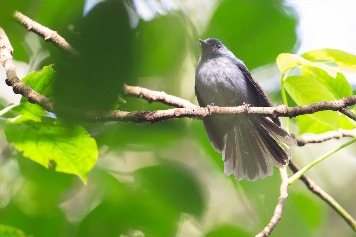 Dusky Crested Flycatcher - ML644392644