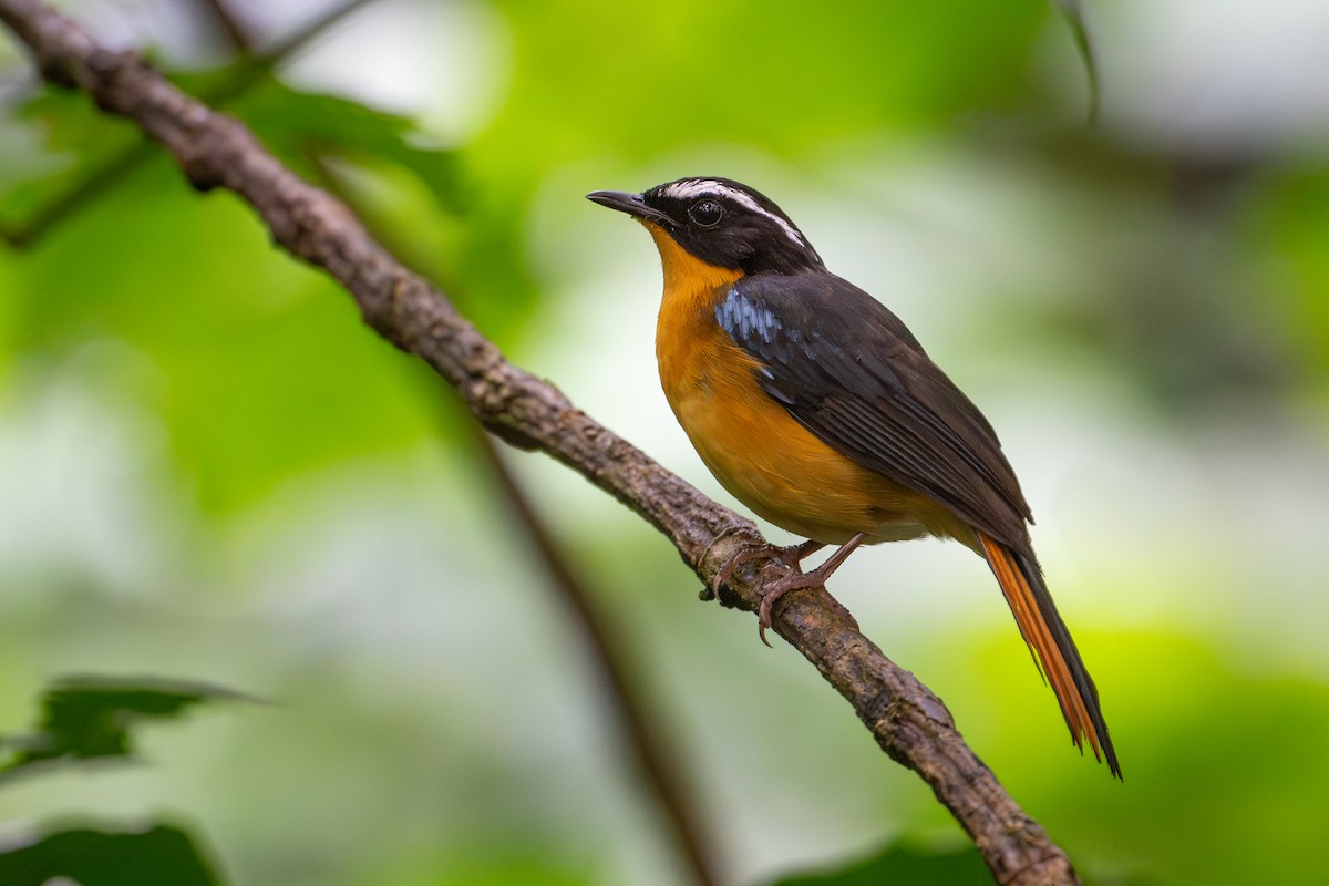 Blue-shouldered Robin-Chat - ML644392649