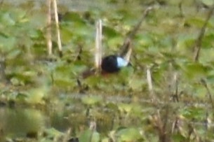 Masked Duck - ML644392657