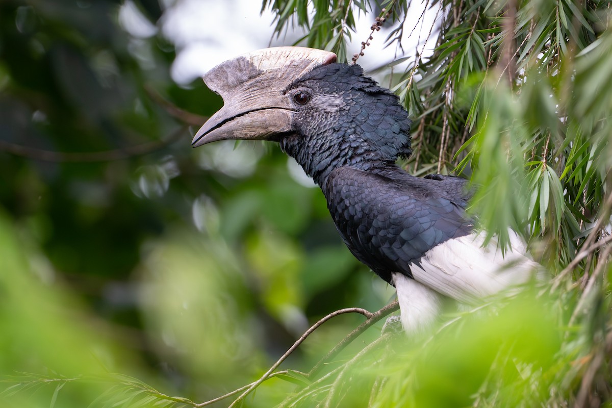 Black-and-white-casqued Hornbill - ML644392665