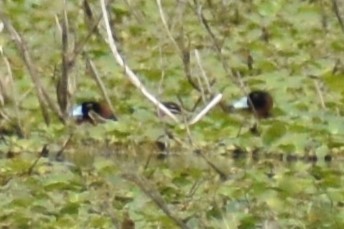 Masked Duck - ML644392666