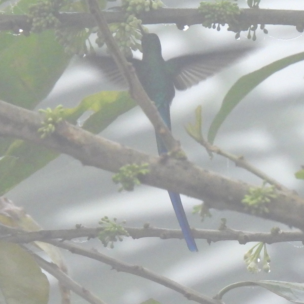 Violet-tailed Sylph - ML644392668