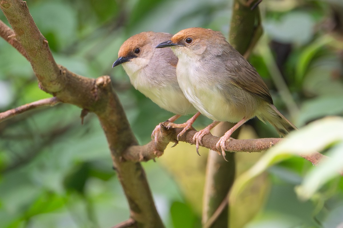 Chubb's Cisticola - ML644392669