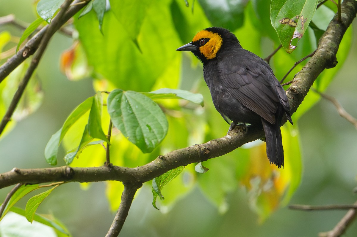 Black-billed Weaver - ML644392672