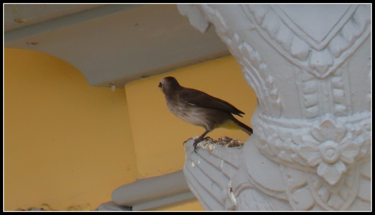 Schwarzzügelbülbül - ML644392673