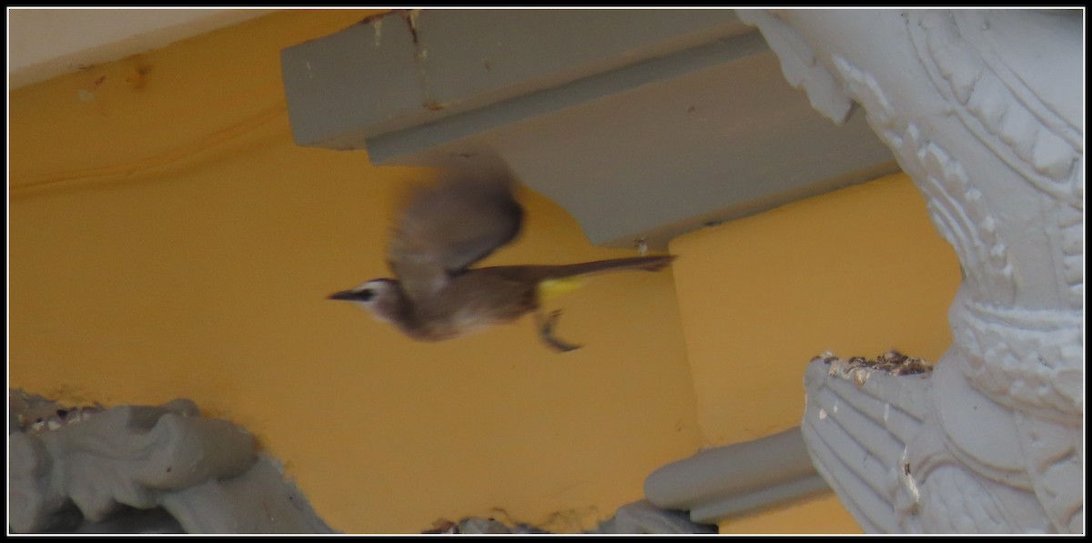 Schwarzzügelbülbül - ML644392674