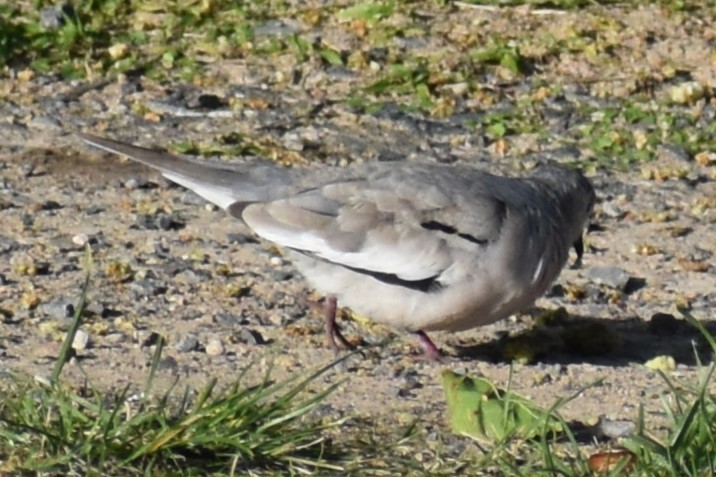 Picui Ground Dove - ML644392685