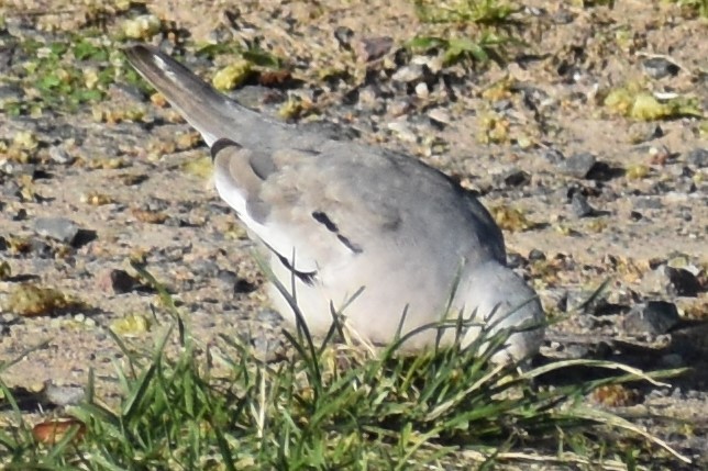 Picui Ground Dove - ML644392686