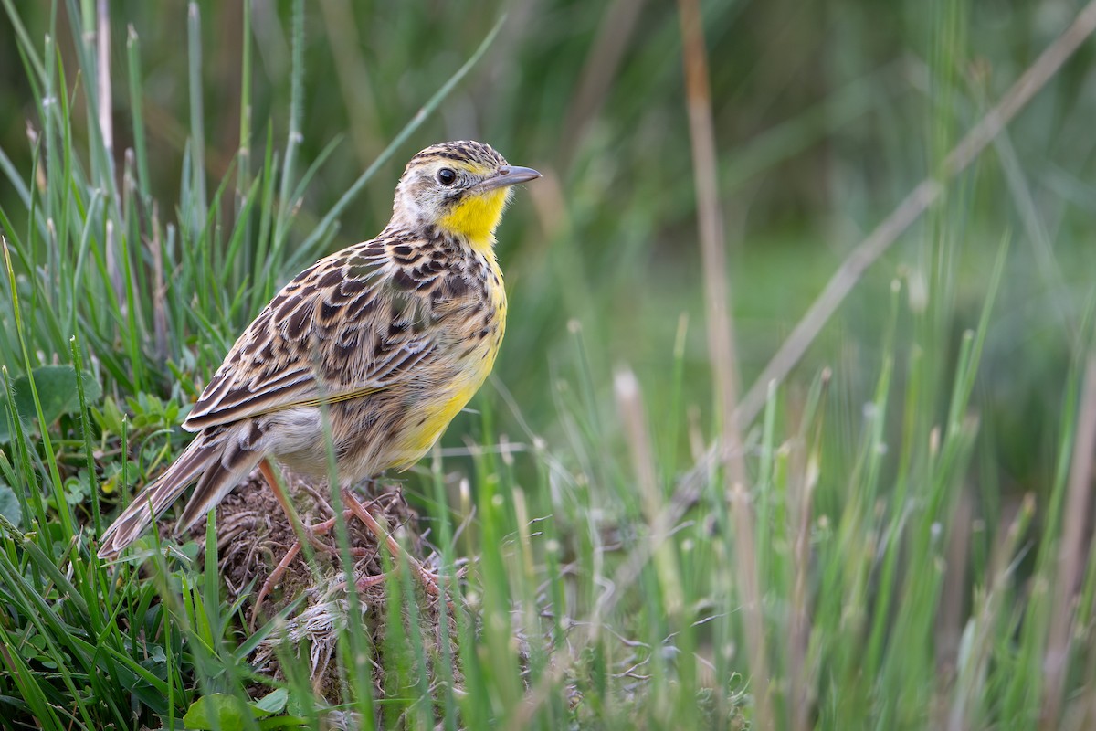 Sharpe's Longclaw - ML644392687