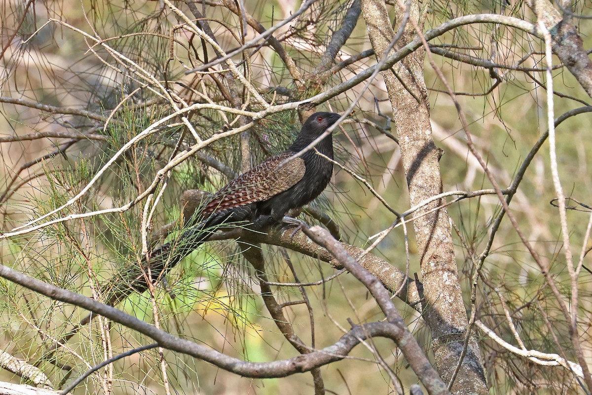 Pheasant Coucal (Pheasant) - ML644392689