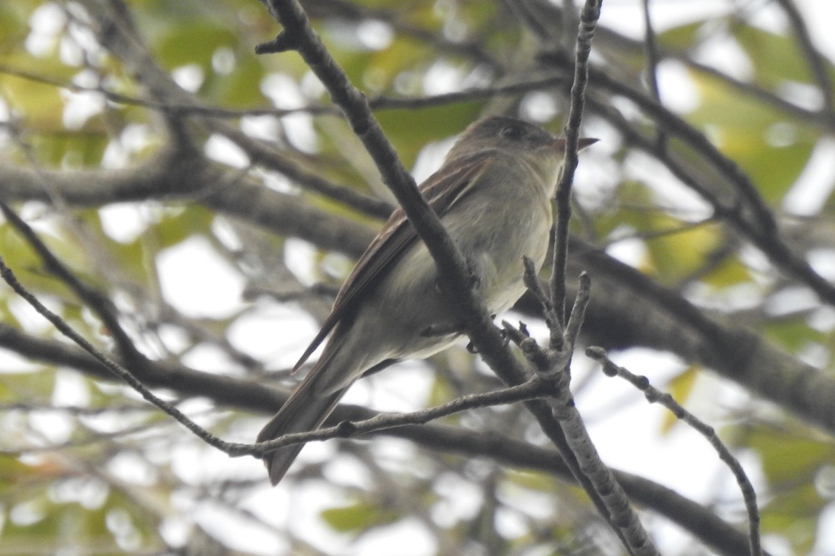 Eastern Wood-Pewee - ML644392706