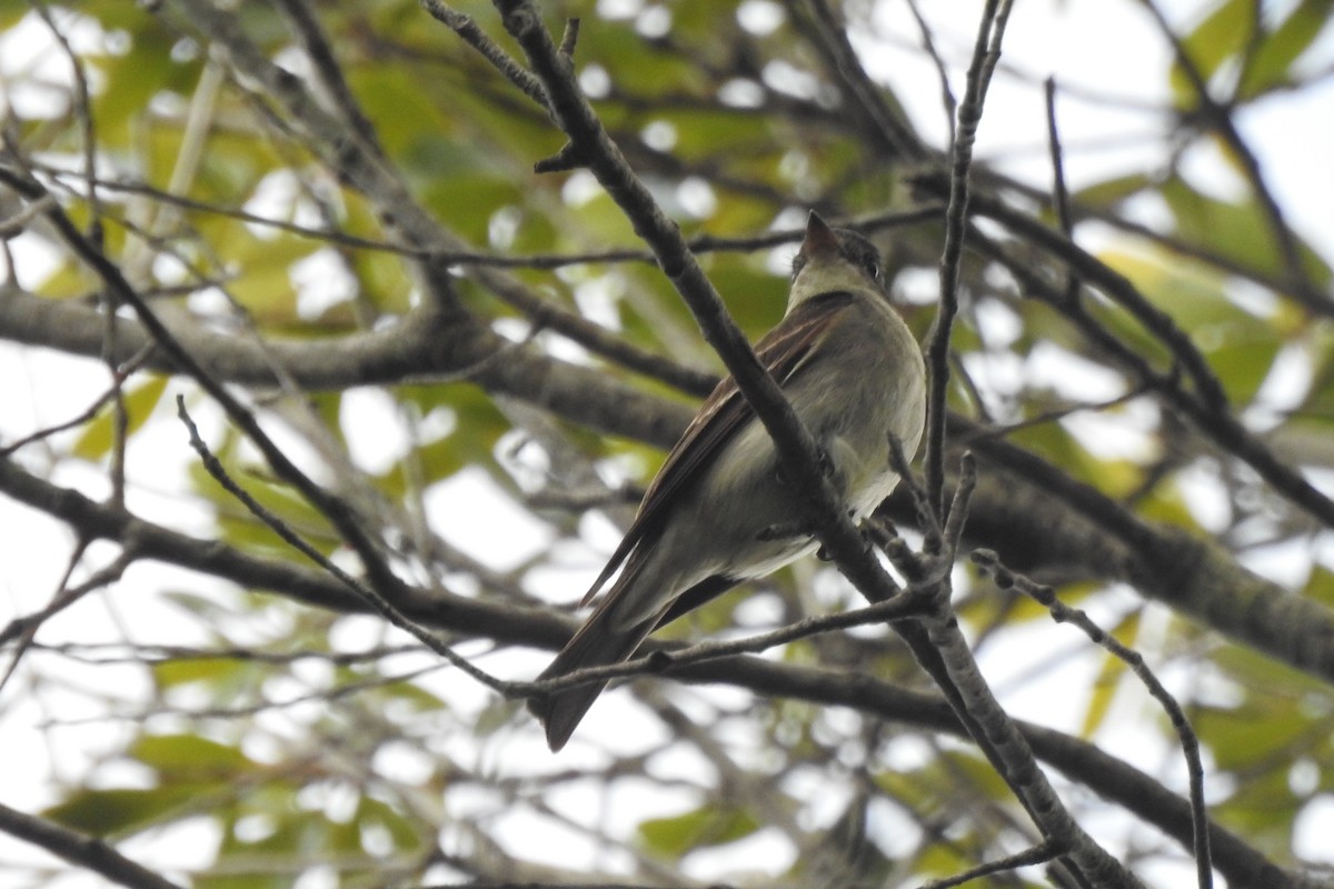 Eastern Wood-Pewee - ML644392707