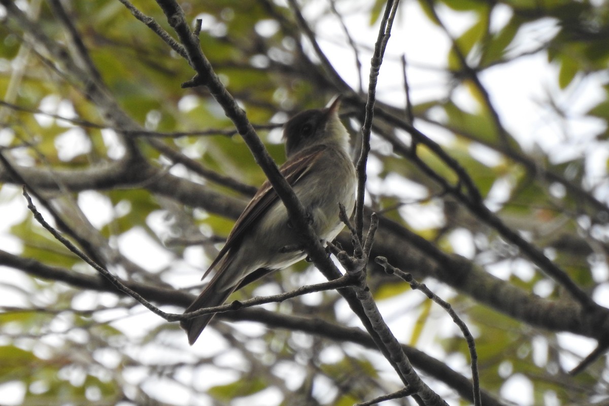Eastern Wood-Pewee - ML644392708