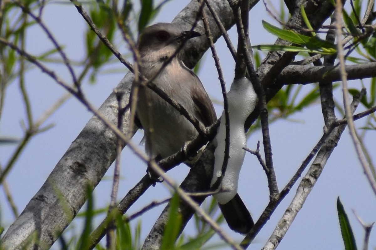 Graukehlkuckuck - ML644392710