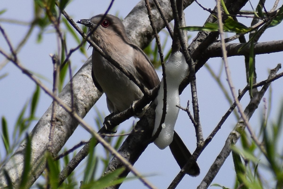 Graukehlkuckuck - ML644392711