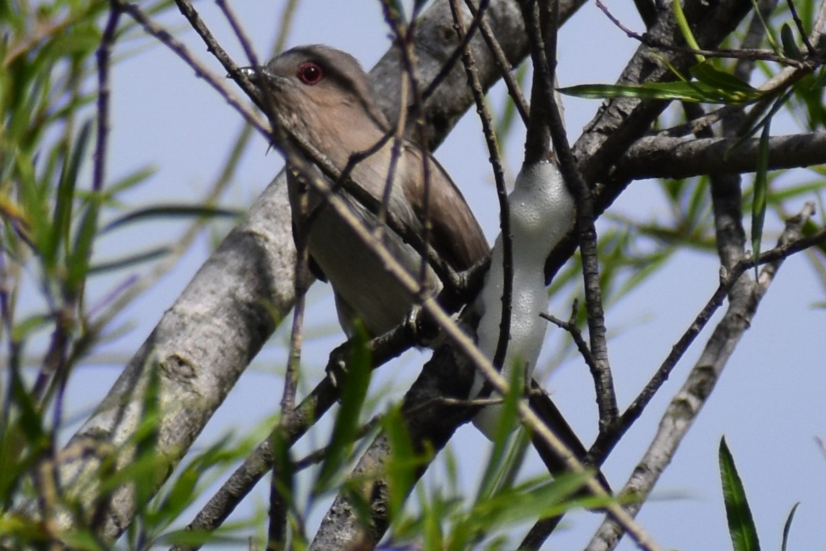 Graukehlkuckuck - ML644392712