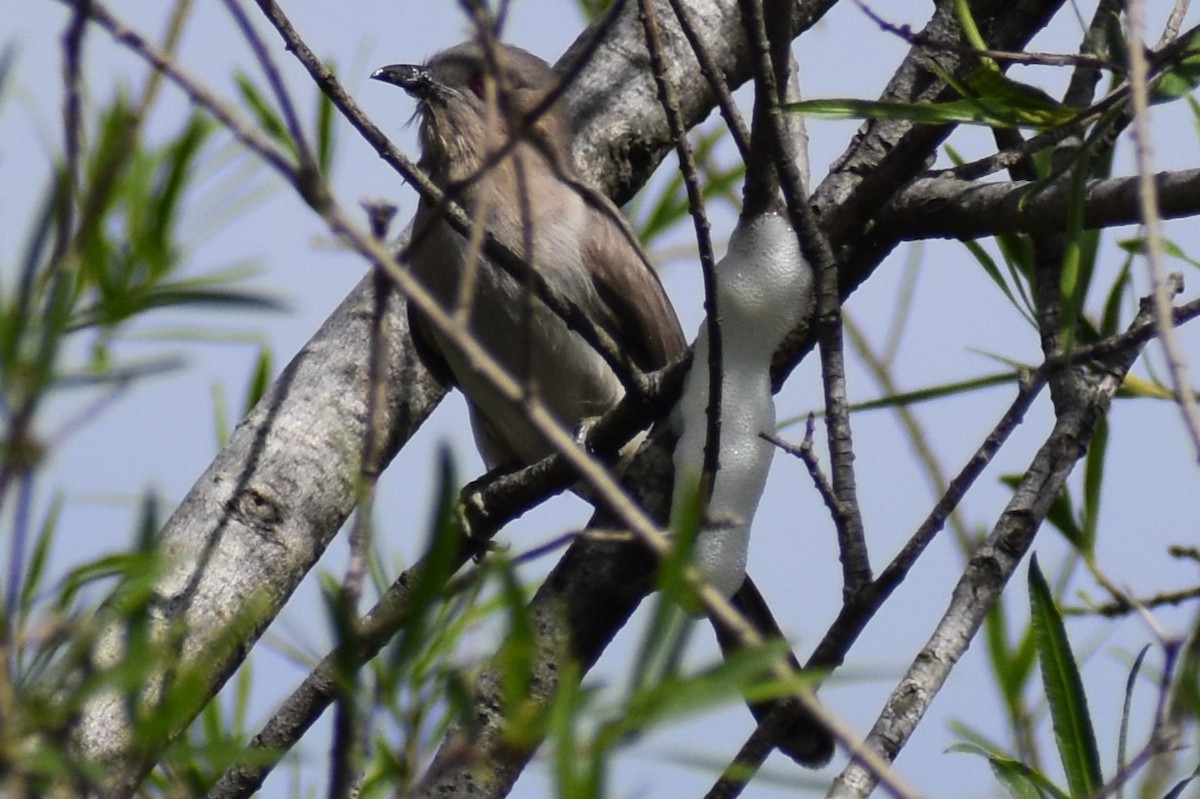 Graukehlkuckuck - ML644392713