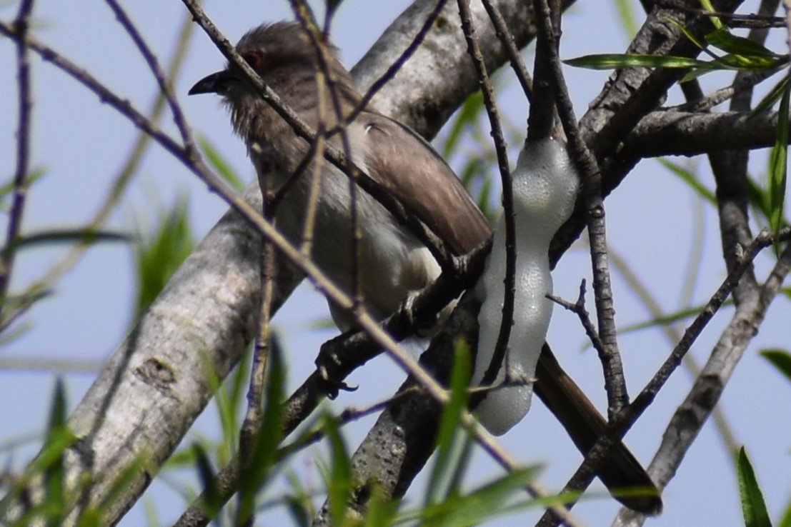 Graukehlkuckuck - ML644392715