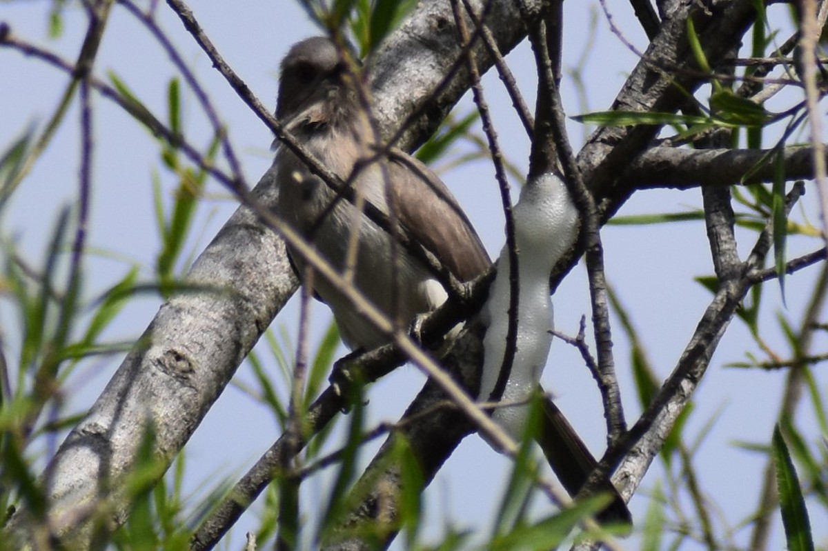 Graukehlkuckuck - ML644392716