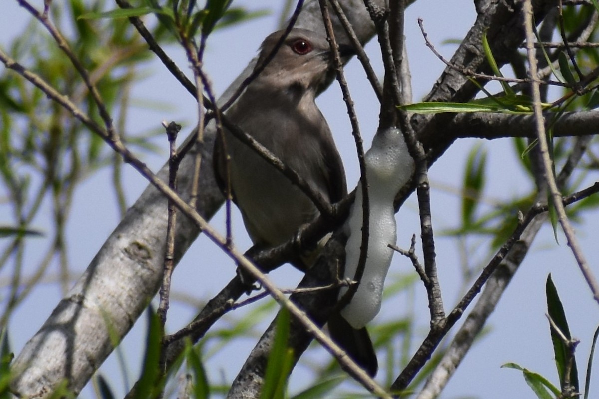 Graukehlkuckuck - ML644392717