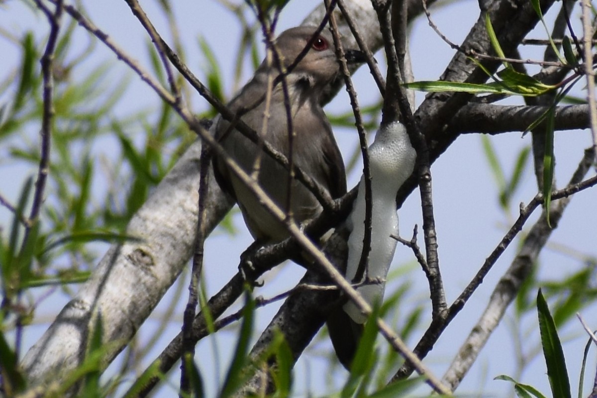 Graukehlkuckuck - ML644392718