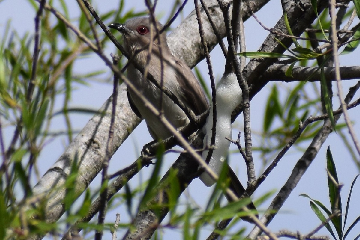 Graukehlkuckuck - ML644392719