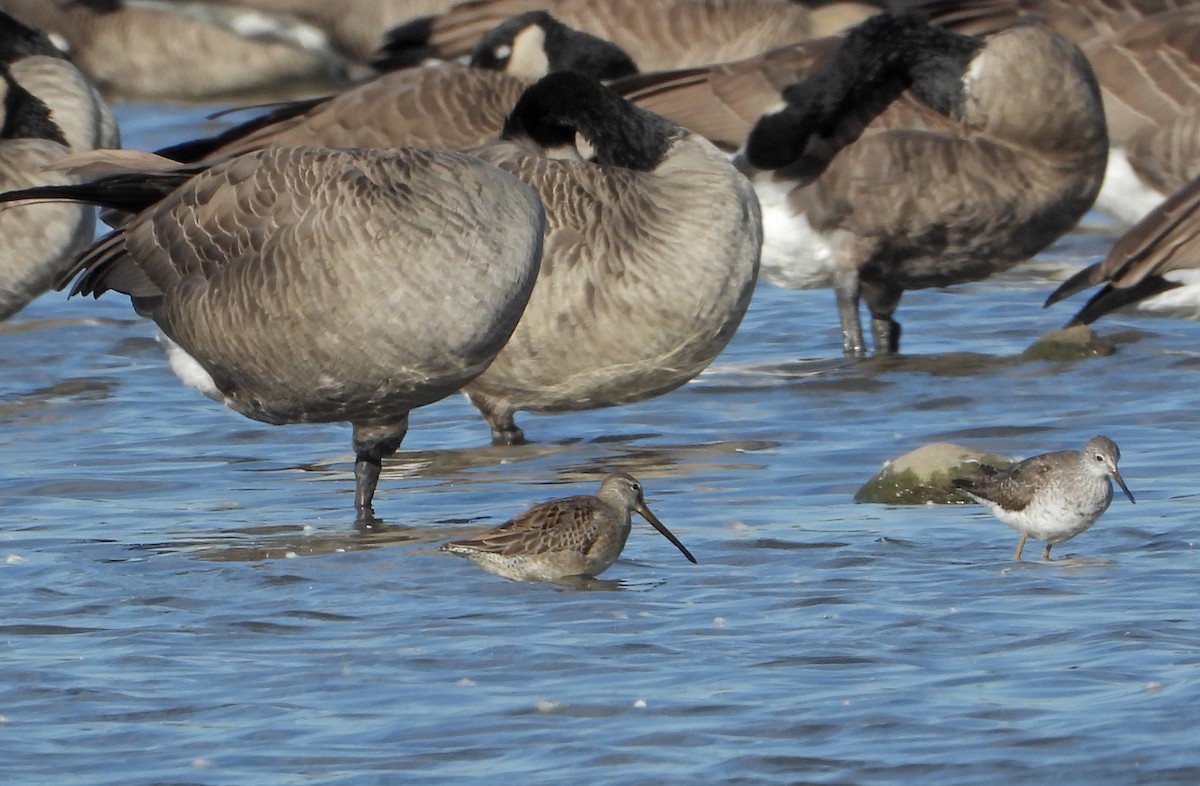 Tundraschlammläufer - ML644392723