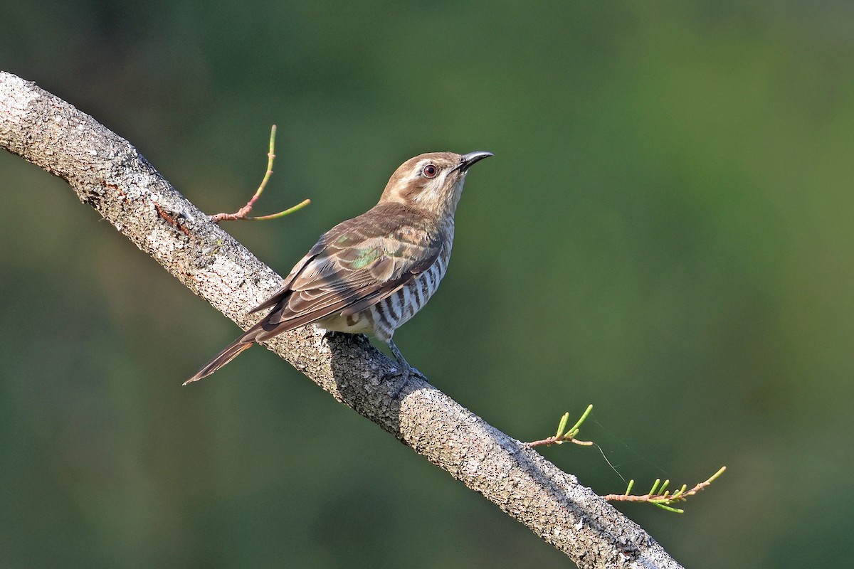 Horsfield's Bronze-Cuckoo - ML644392738
