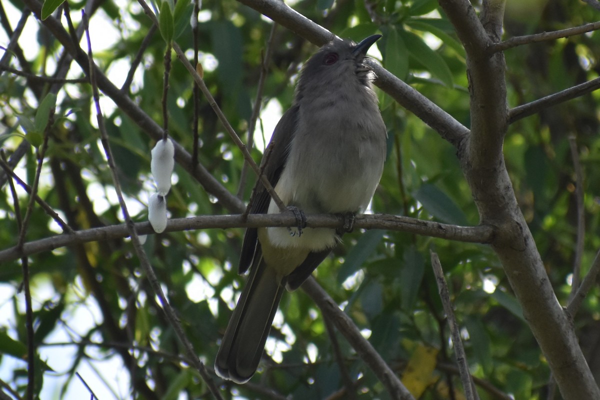 Graukehlkuckuck - ML644392742