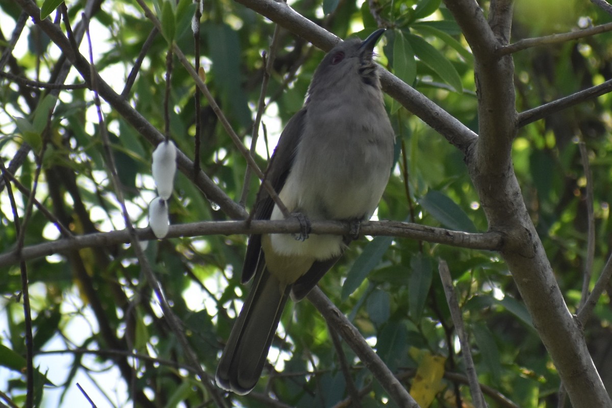 Graukehlkuckuck - ML644392743