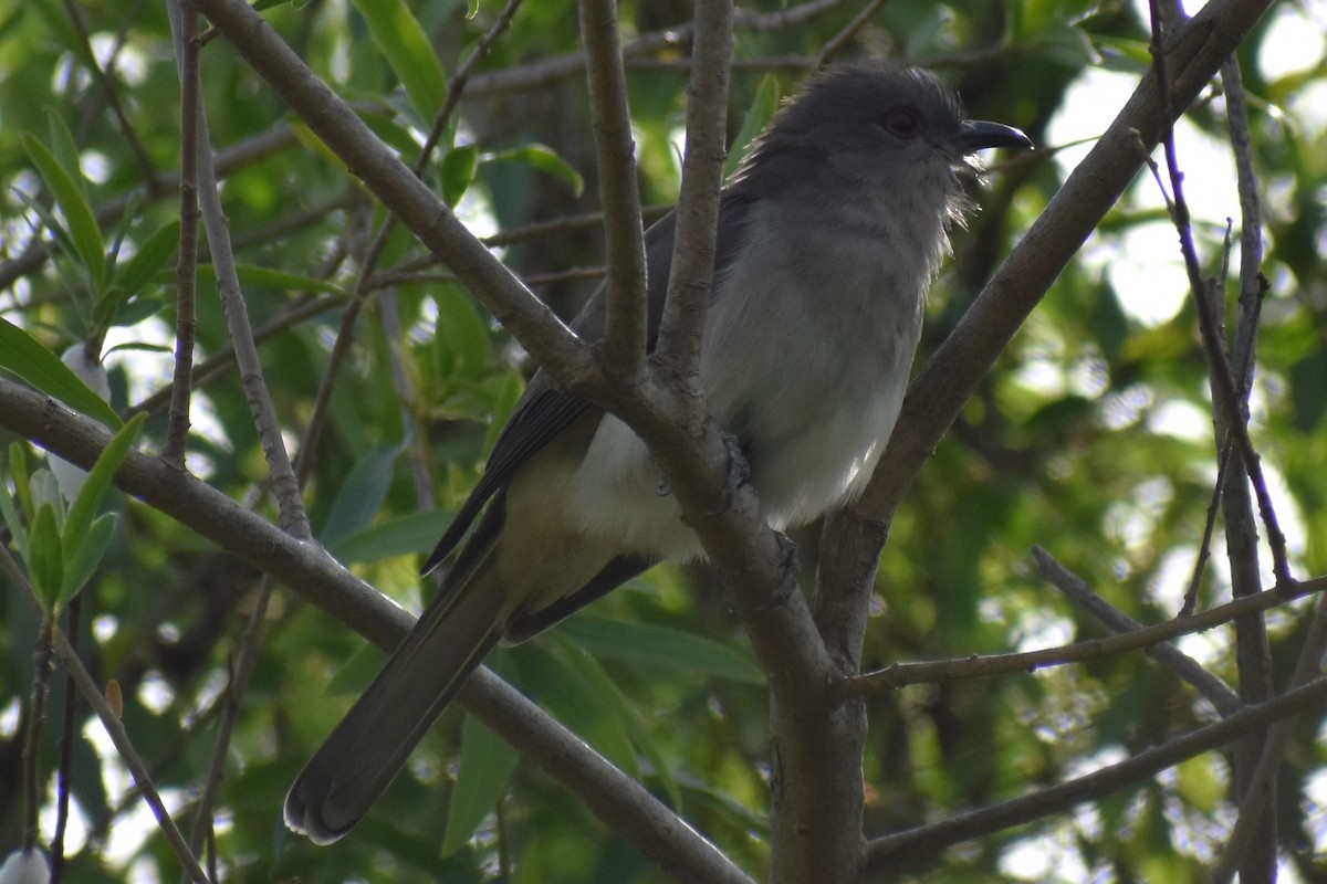 Graukehlkuckuck - ML644392744