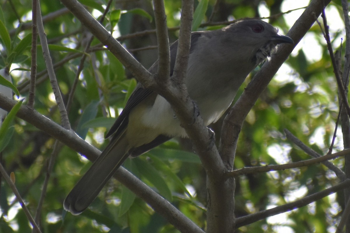 Graukehlkuckuck - ML644392745