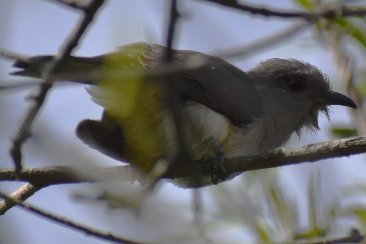 Graukehlkuckuck - ML644392746