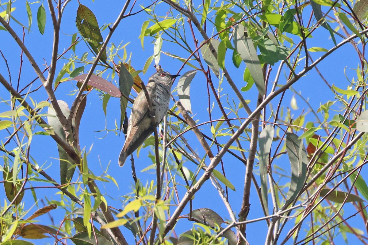 pygmégjøk (minutillus gr.) - ML644392751