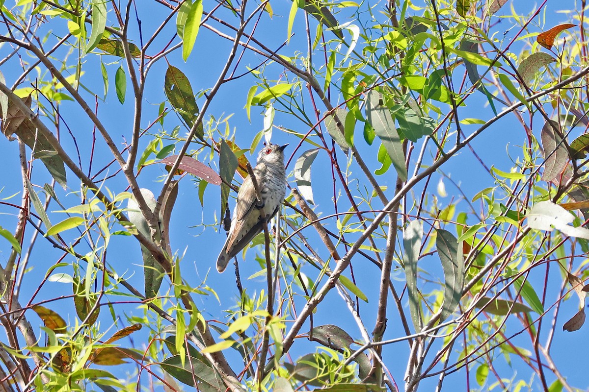 pygmégjøk (minutillus gr.) - ML644392752